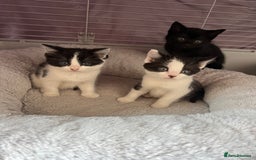 Domestic Shorthair cats for sale: Beautiful kittens, super friendly and cuddly  - Image 1