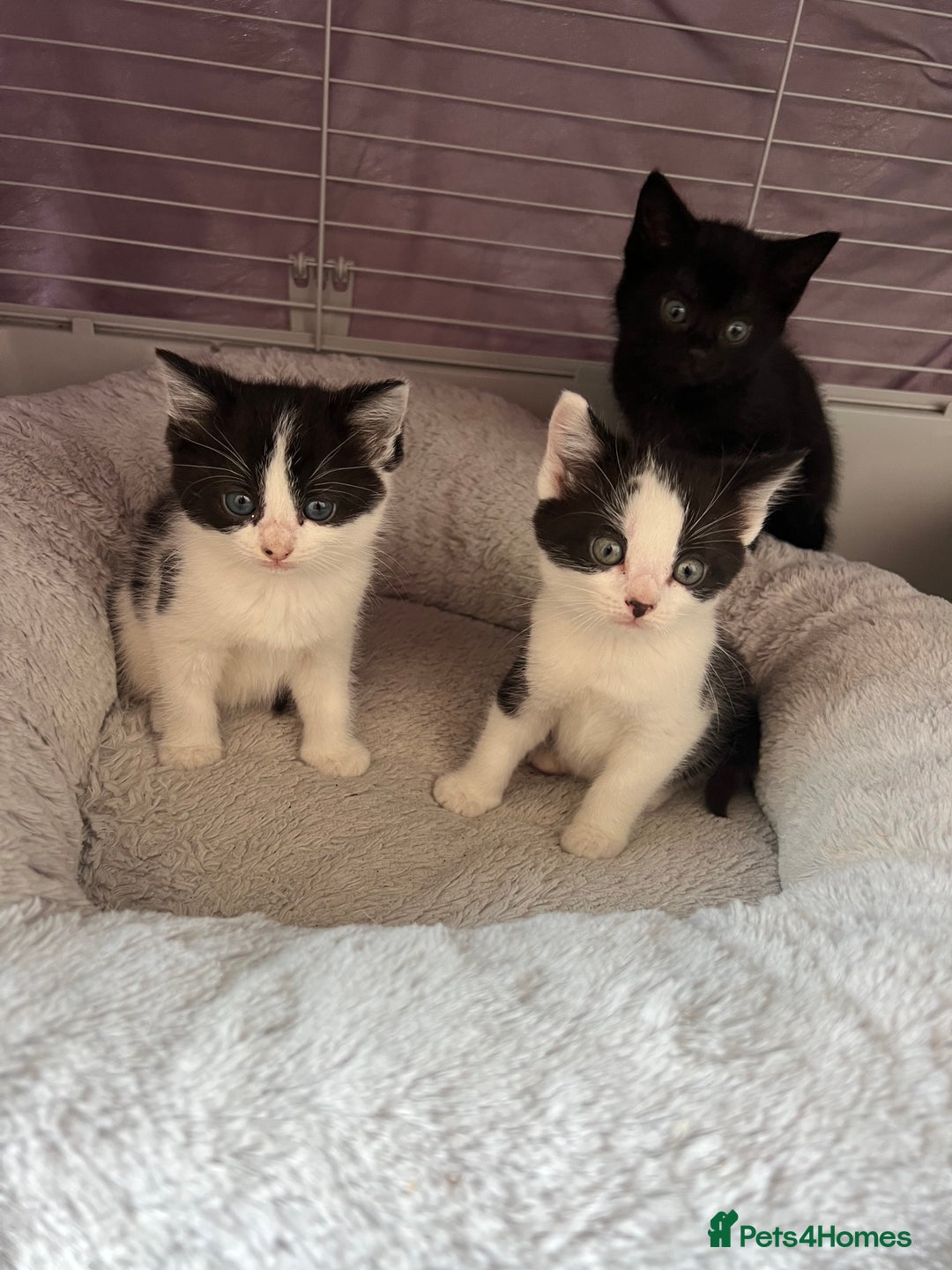 Domestic Shorthair cats for sale: Beautiful kittens, super friendly and cuddly  - Image 1