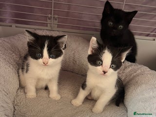 Domestic Shorthair cats - Advert 4