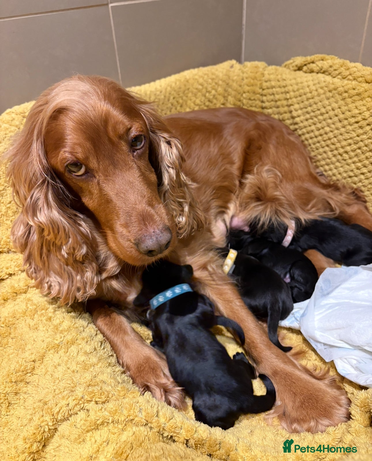 Cocker Spaniel dogs cocker spaniels puppies looking for forever homes - Advert 1