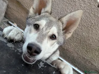 Northern Inuit dogs Reluctant sale - Advert 9