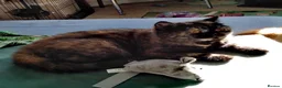 British Shorthair cats for sale: Two fantastic BSH pedigree sisters GCCF registered - Advert 6