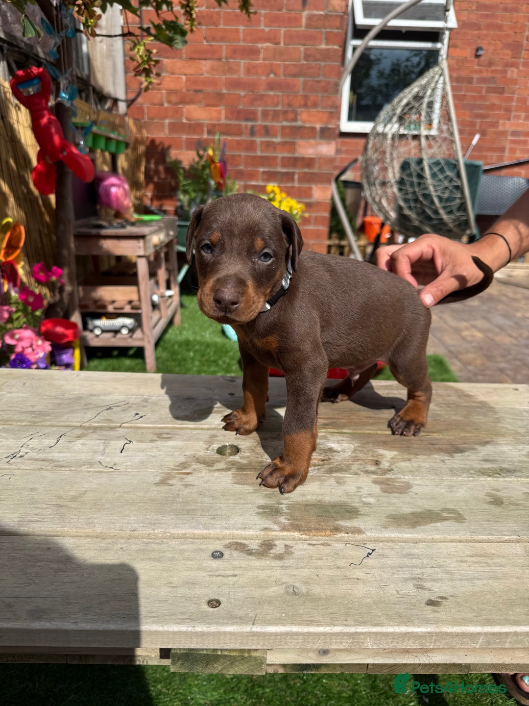 Dobermann dogs for sale: Doberman brown & tan - Image 4