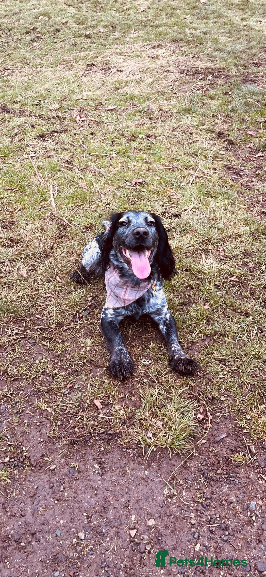 Cocker Spaniel dogs for stud: Big Stan. - Advert 3
