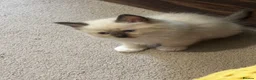 Ragdoll cats for sale: Pure Ragdoll kittens - Advert 27