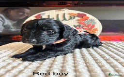 Cocker Spaniel dogs for sale: Cocker spaniel merle puppies - Image 20