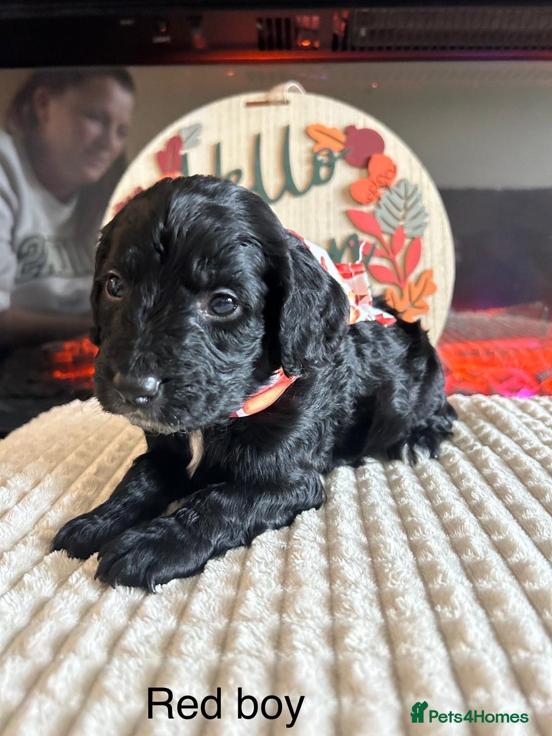 Cocker Spaniel dogs for sale: Cocker spaniel merle puppies - Image 20