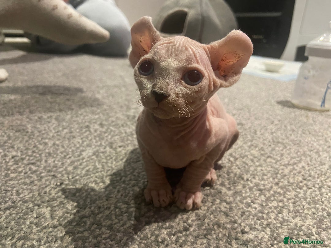 Sphynx cats for sale: Sphynx kittens for sale  - Image 25