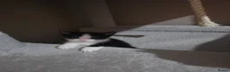 Mixed Breed cats for sale: • 4 Lovely Kittens – Looking For Loving Families - Advert 27
