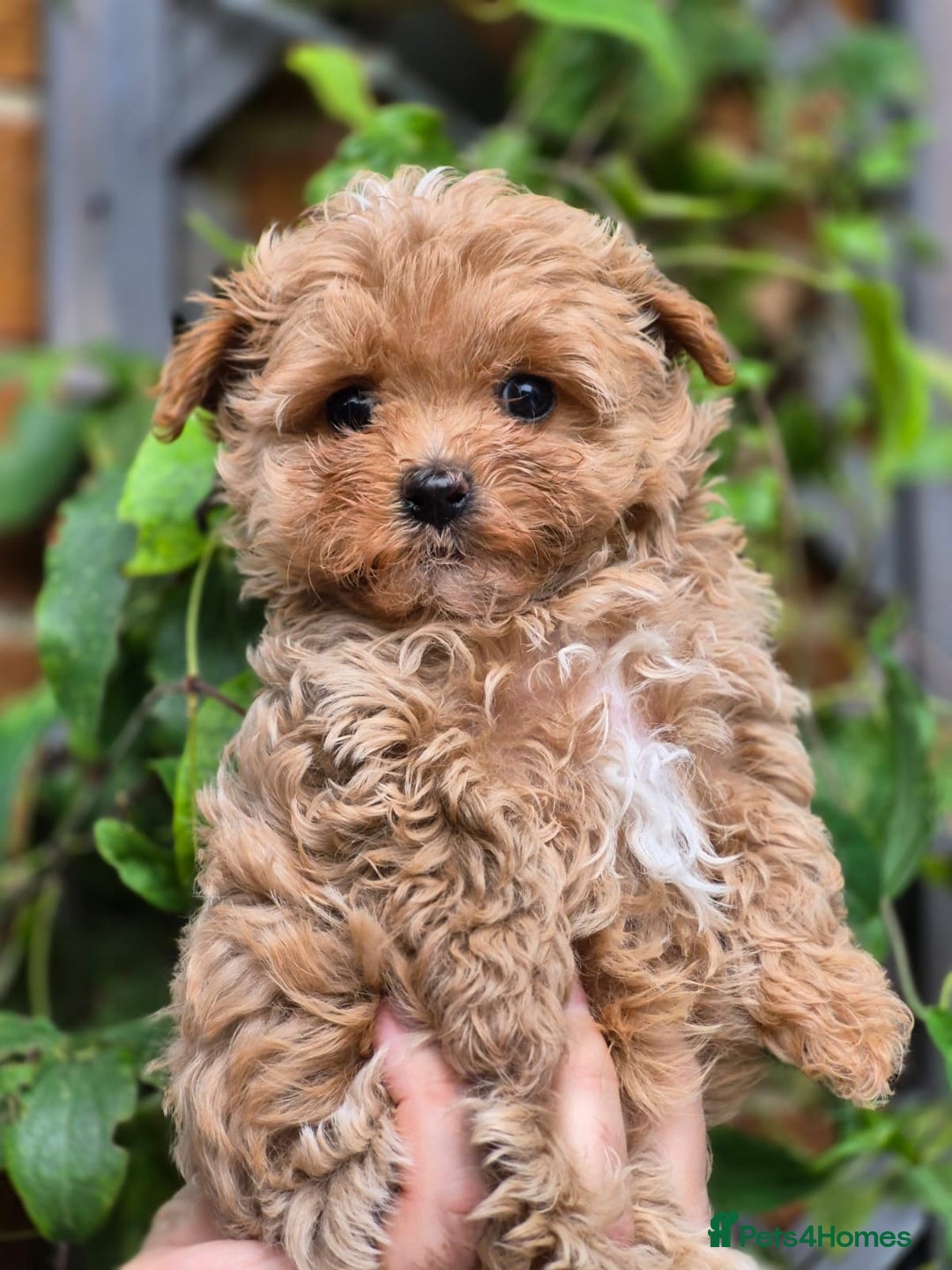 Maltipoo dogs for sale: 🐶Rare Asian/Korean Tiny Maltipoo Puppies🐶 - Image 8