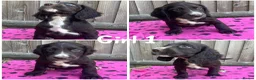Cocker Spaniel dogs for sale: Cocker spaniel puppies  - Advert 5