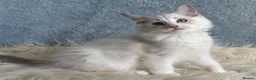 Ragdoll cats for sale: Beautiful Tica Register Kittens Ragdoll - Advert 28