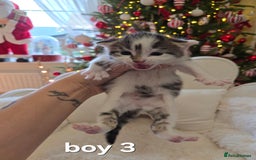 Russian Blue cats for sale: Russian blue =Main coon cross kittens  - Advert 10