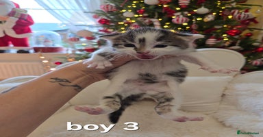 Russian Blue cats Russian blue =Main coon cross kittens  - Advert 4