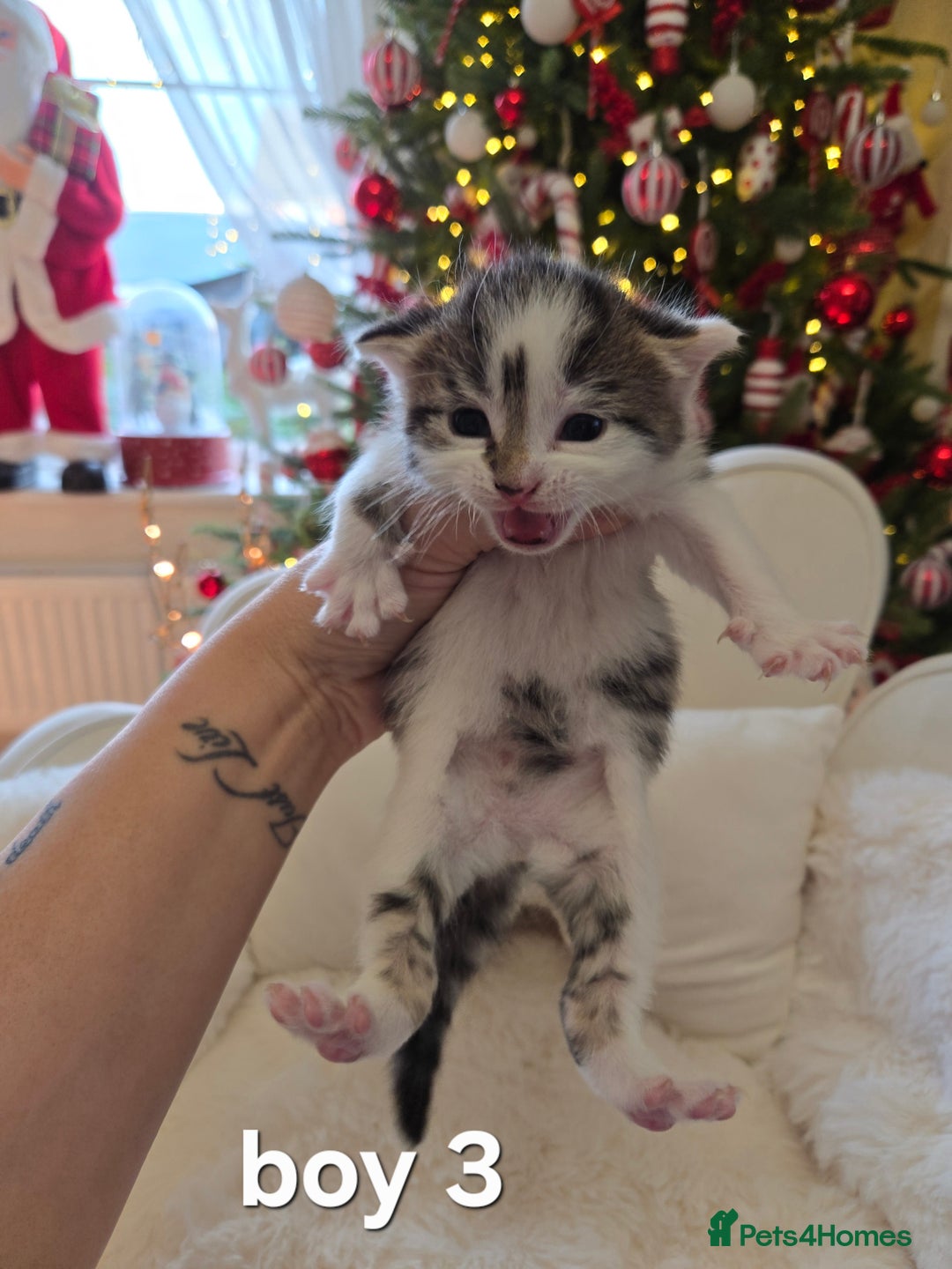 Russian Blue cats for sale: Russian blue =Main coon cross kittens  - Advert 10