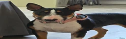 English Bull Terrier dogs for sale: Stunning English bull terrier puppies  - Advert 2