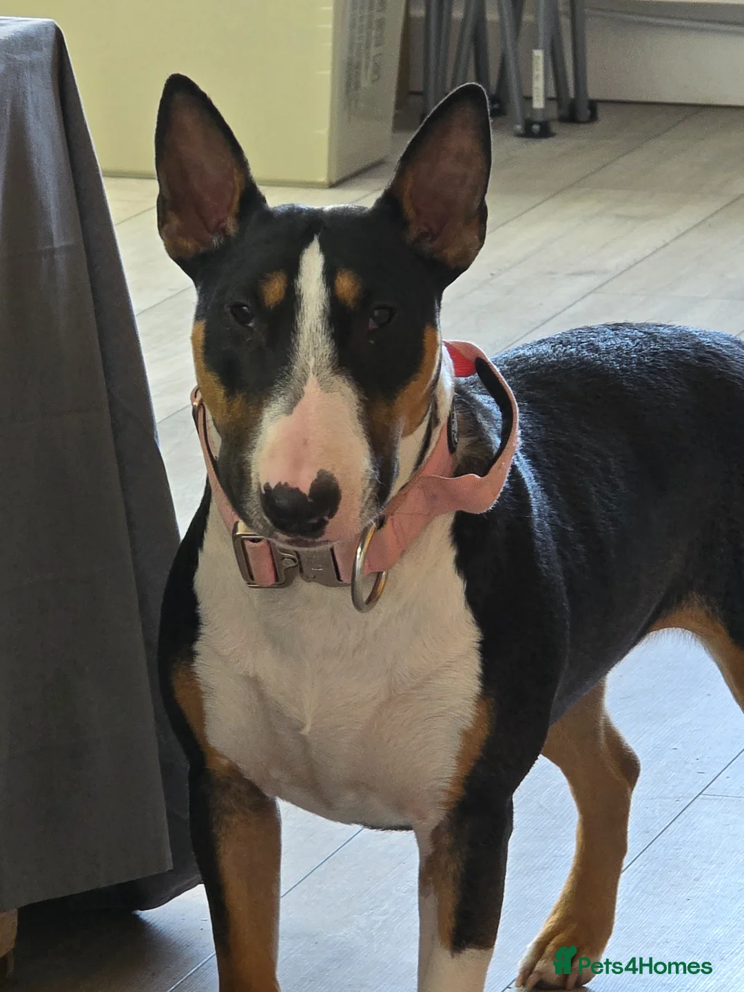 English Bull Terrier dogs for sale: Stunning English bull terrier puppies  - Advert 2