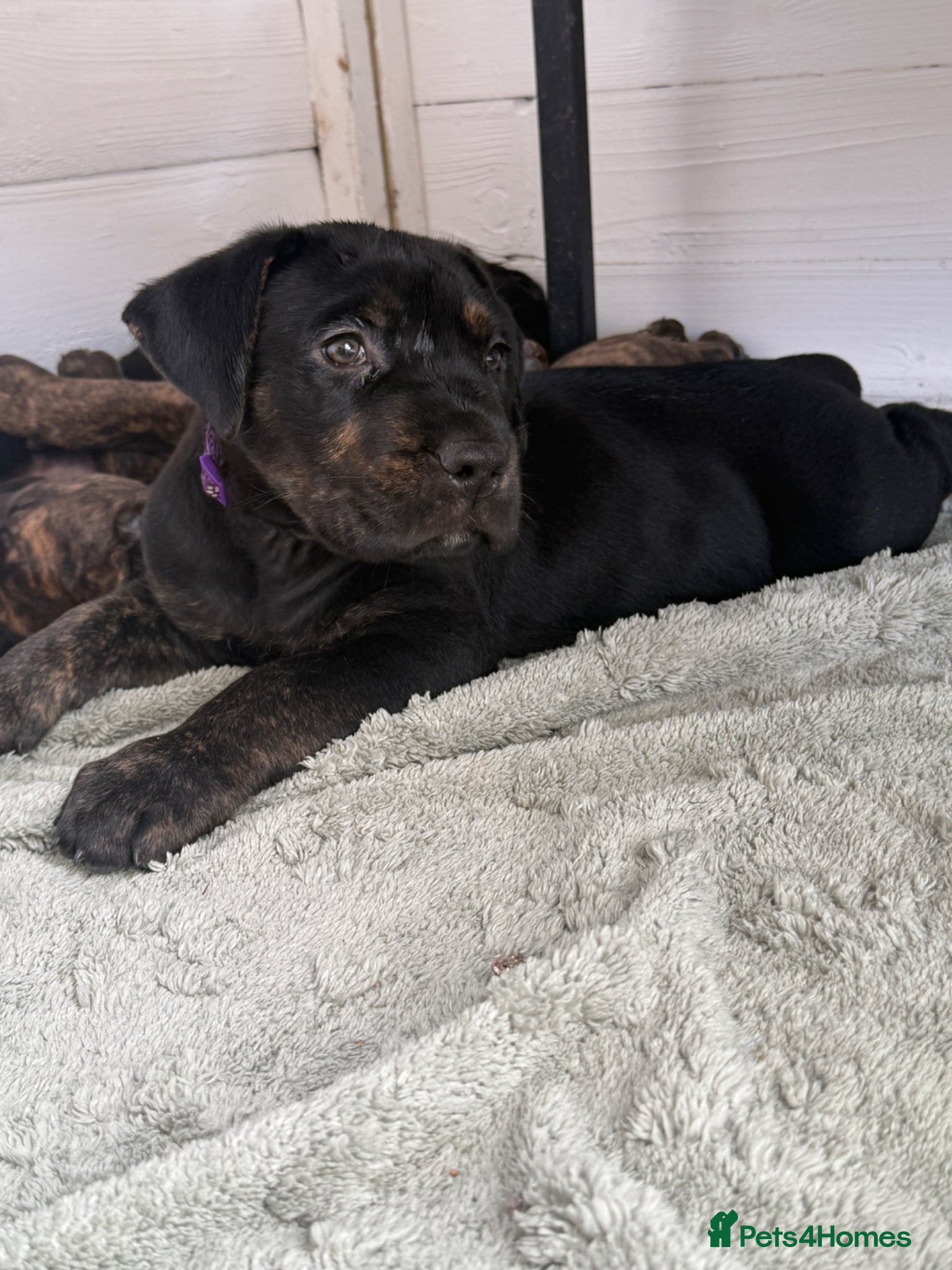 Mixed Breed dogs ❣️READY NEXT WEEK❣️Cane Corso cross ❣️ - Advert 6