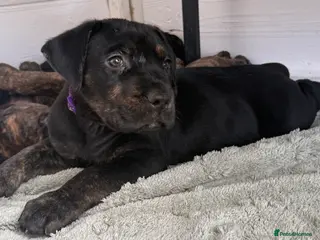 Mixed Breed dogs ❣️READY NEXT WEEK❣️Cane Corso cross ❣️ - Advert 6