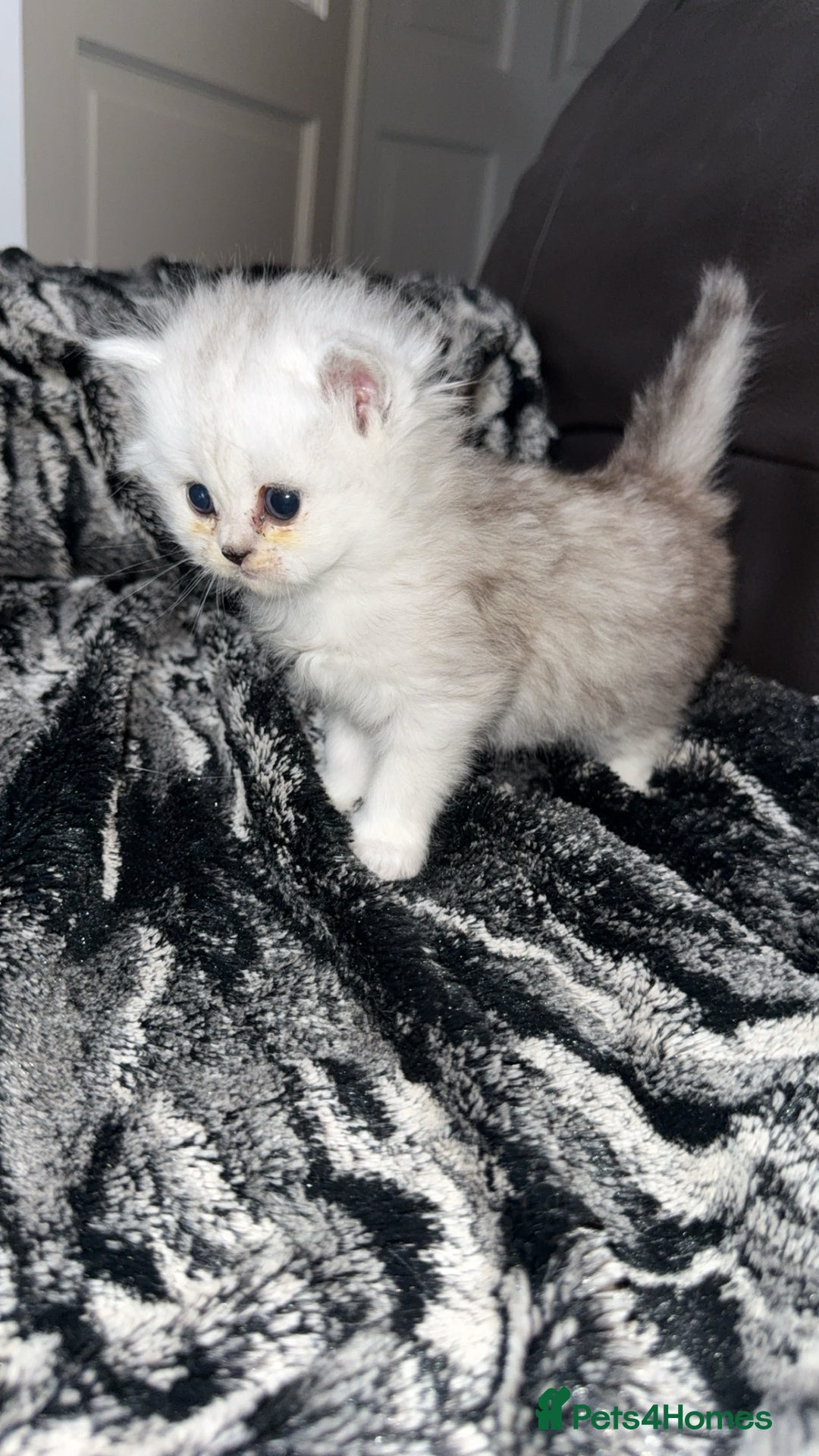 Persian cats for sale: Persian chinchilla kittens  - Advert 22