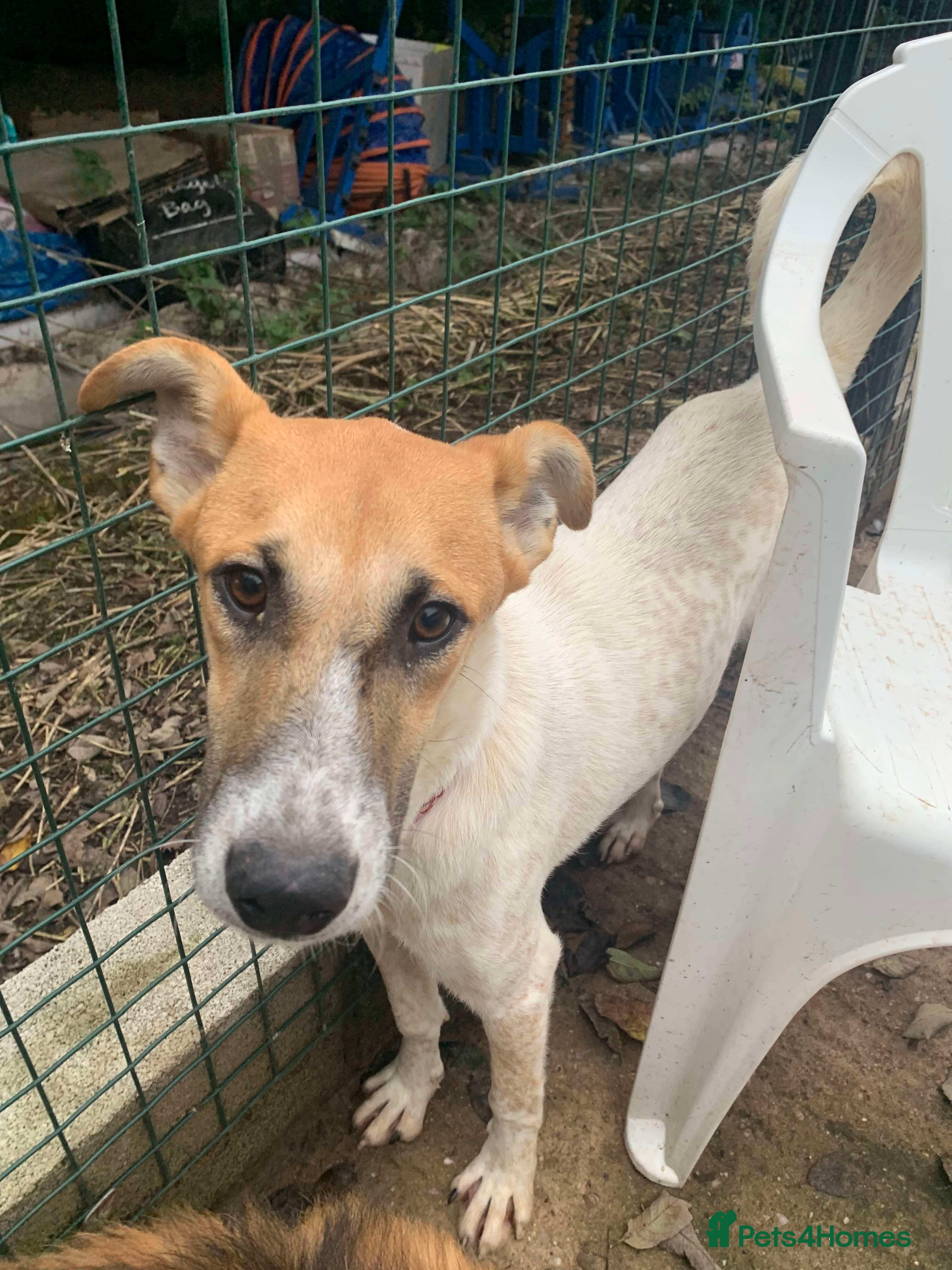 Mixed Breed dogs Meet Molly,currently residing in Cheshire  in Nantwich - Advert 19