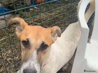 Mixed Breed dogs Meet Molly,currently residing in Cheshire in Nantwich - Advert 12