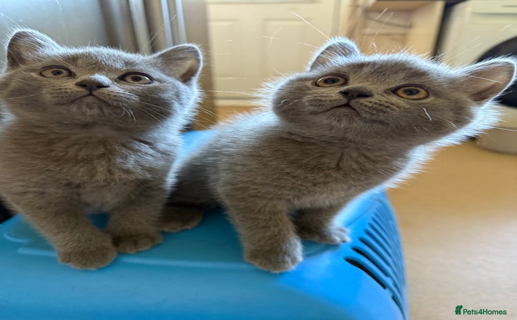 Scottish Fold cats - Advert 9