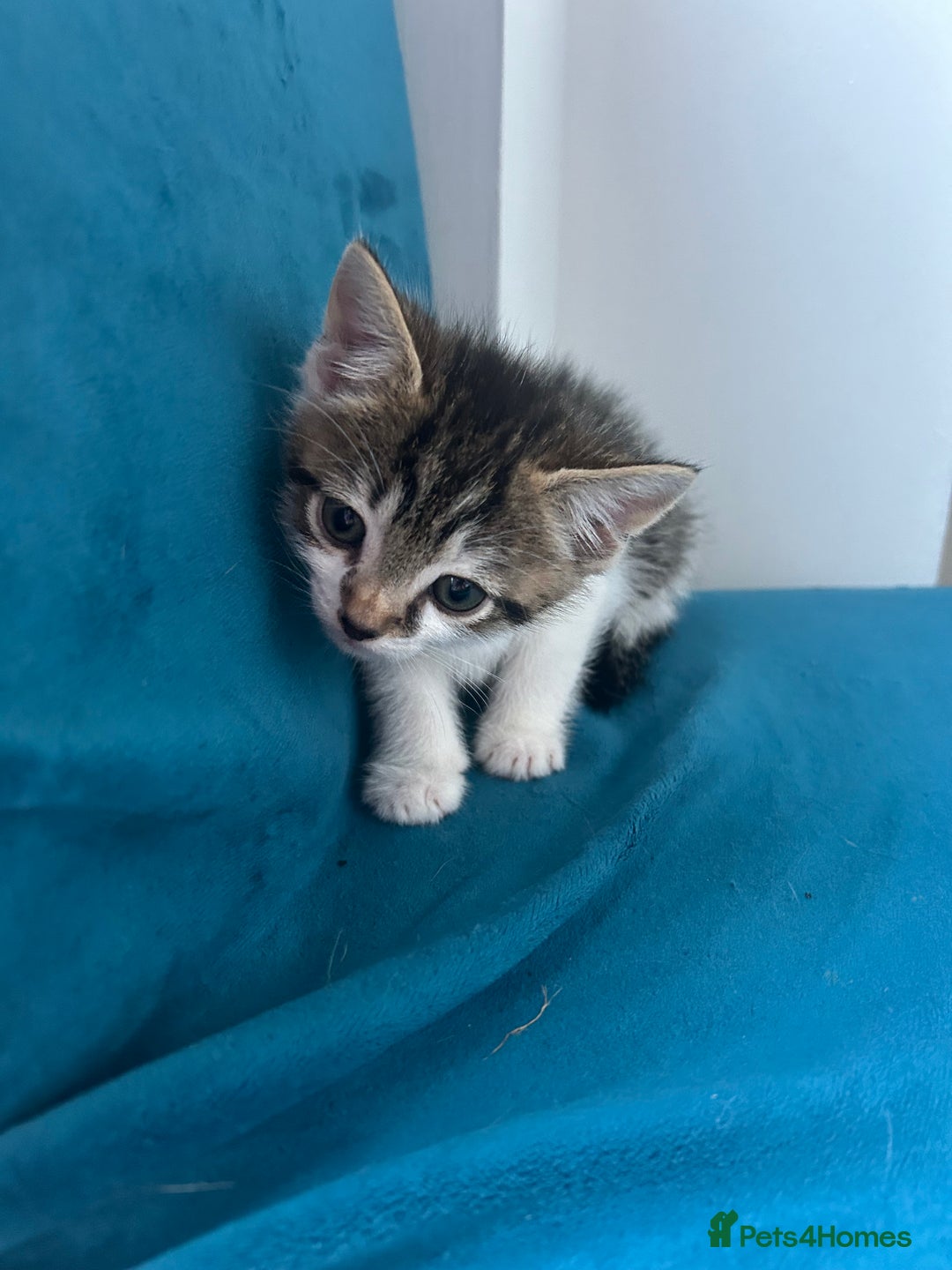Domestic Shorthair cats for sale: Kittens looking for their forever home  - Image 10