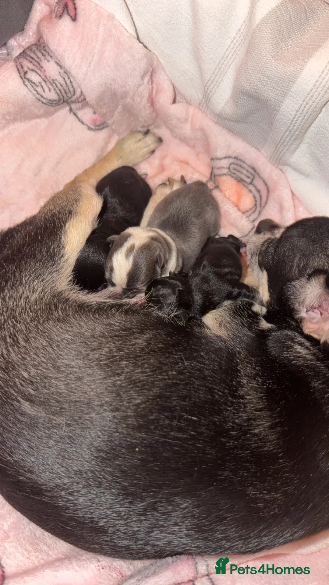 Chihuahua dogs for sale: stunning chihuahua pups  - Advert 2