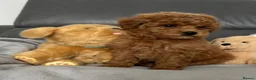 Maltipoo dogs for sale: Tiny Toy Maltipoo puppies - Advert 6