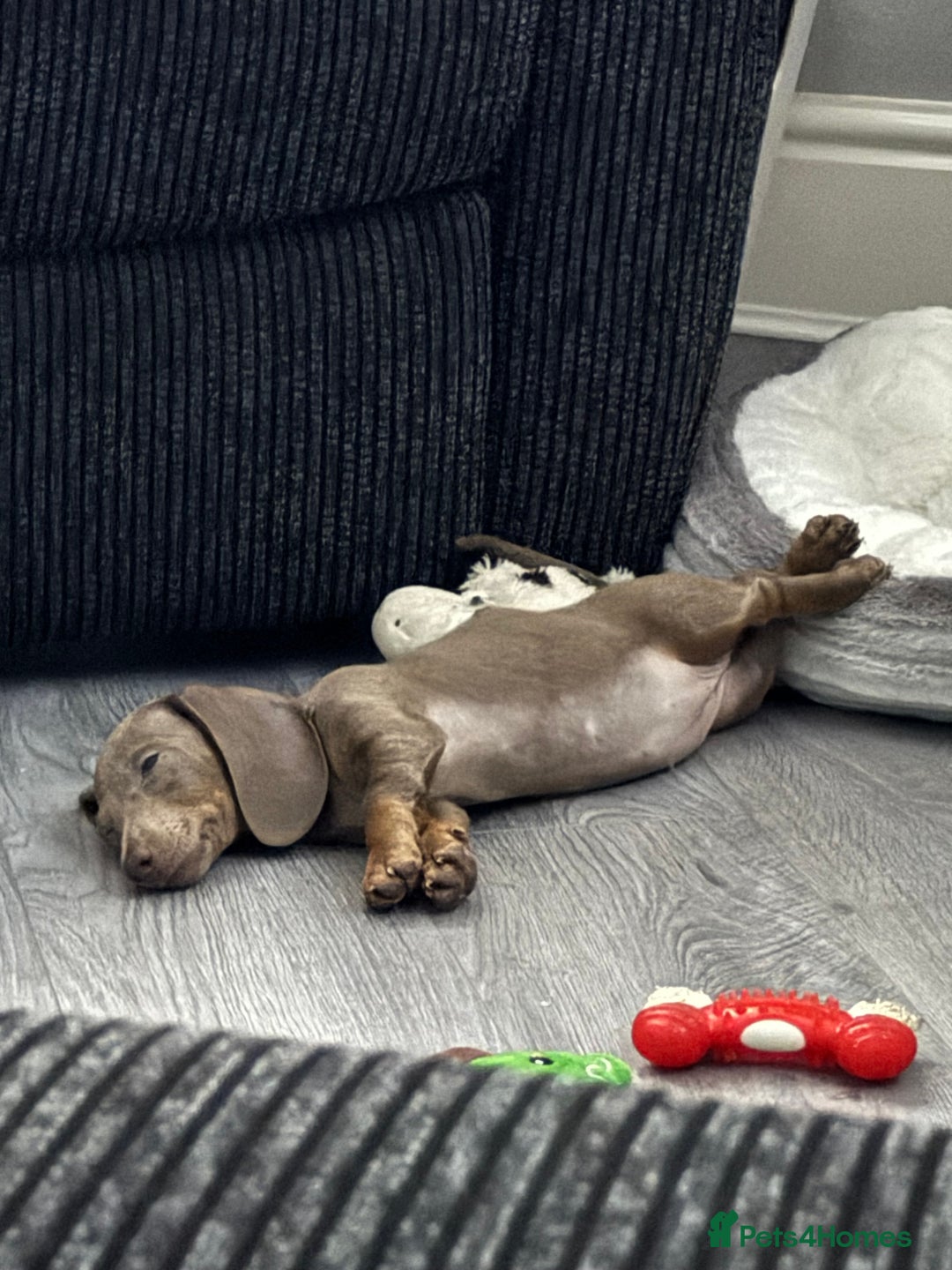 Miniature Dachshund dogs for sale: Miniature dachshund puppy. Read description  - Image 2