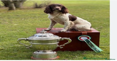 English Springer Spaniel dogs - Advert 8