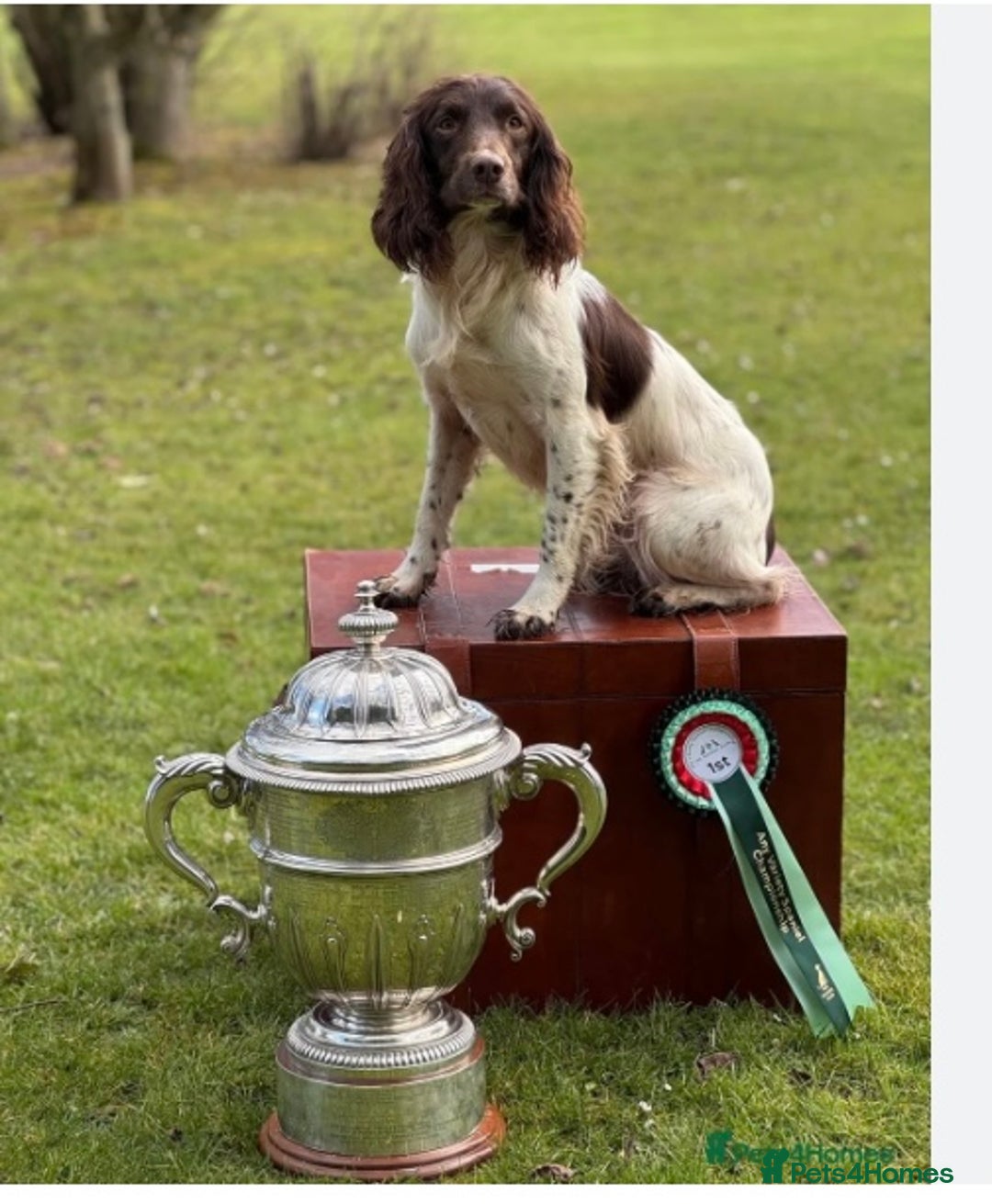English Springer Spaniel dogs for sale: FTCH sired English Springer Spaniel Puppies - Image 3