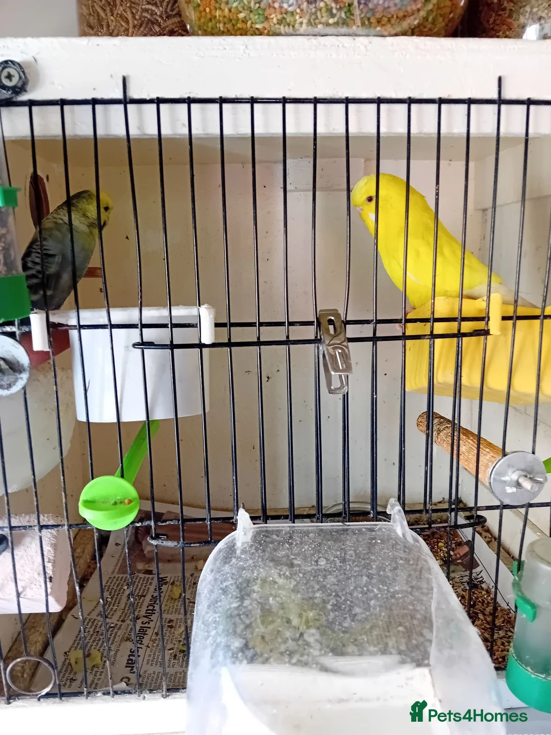 Budgerigars birds for sale: Two pairs of budgies and cages - Advert 2