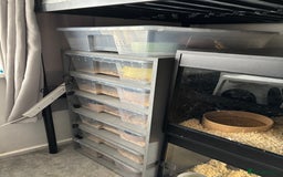 Python Snake reptiles for sale: 7 BALL PYTHONS AND STACK - Image 2