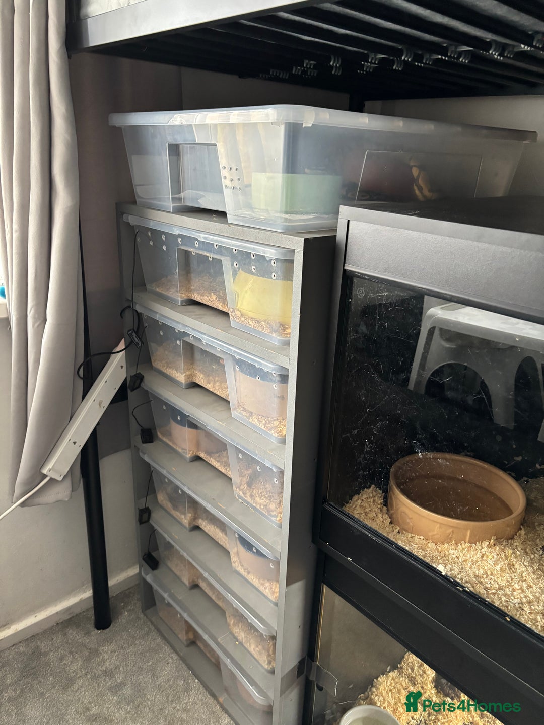 Python Snake reptiles for sale: 7 BALL PYTHONS AND STACK - Image 2
