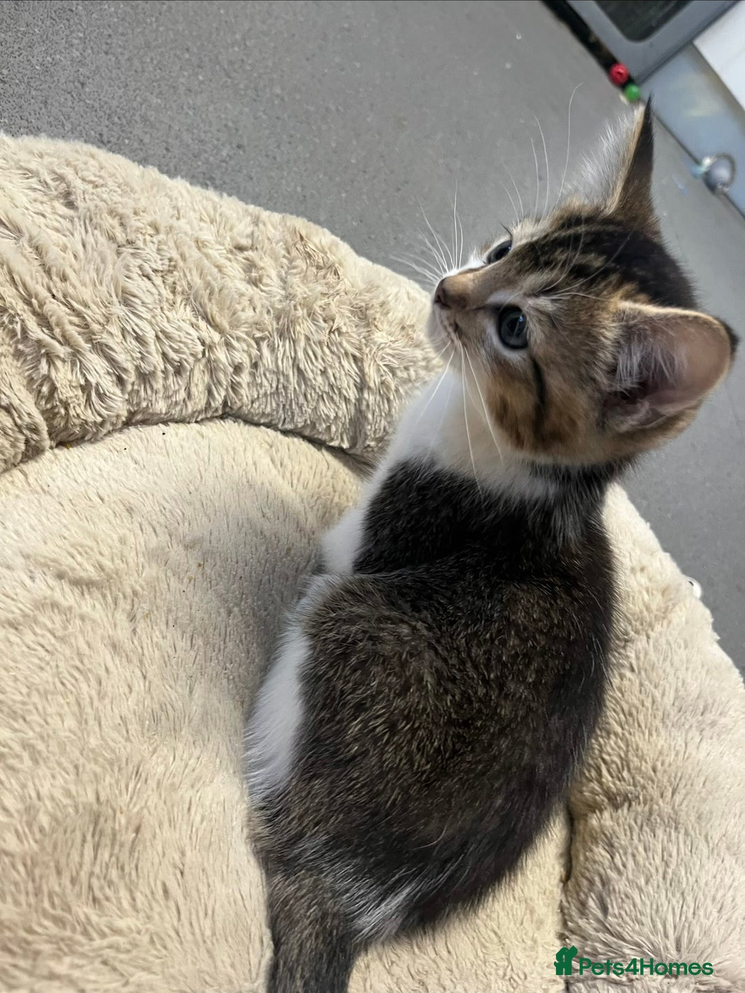 Mixed Breed cats for sale: 🐾 8 week old handsome Male Kitten - Advert 3