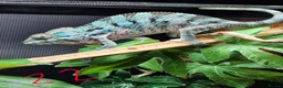 Chameleon reptiles for sale: Baby/juvenile panthers for sale. Ready to go.  - Advert 5