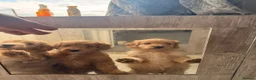 Cockapoo dogs for stud: Male Cockapoo Stud - experienced  in Hartlepool - Advert 11