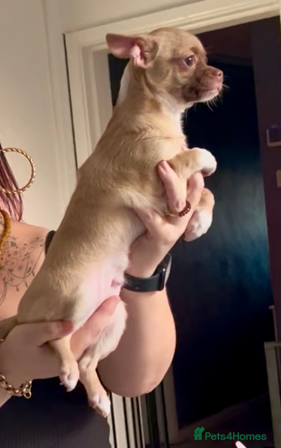 Chihuahua dogs for sale: Chihuahua 2 boys pups - Image 9