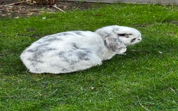 Mini Lop rabbits for sale: Bonded Rabbits For Sale - Image 5