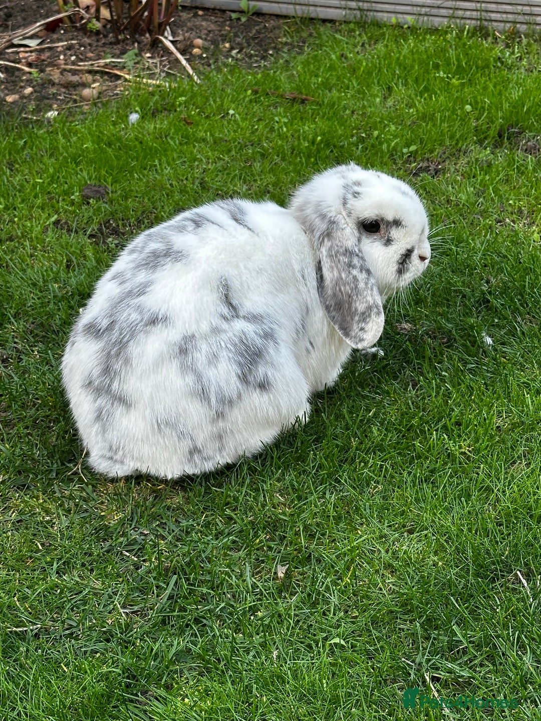Mini Lop rabbits for sale: Bonded Rabbits For Sale - Image 5