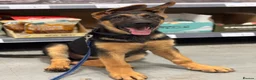 German Shepherd dogs for sale: German Shepard puppy  - Advert 3