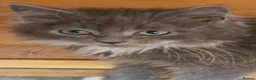 Persian cats for sale: Half perian lovley kittens  - Advert 6