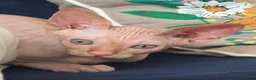 Sphynx cats for sale: Beautiful 4 month Sphynx - Advert 5