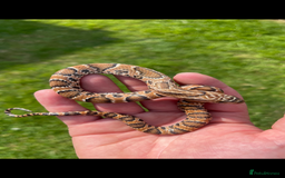 Snake reptiles for sale: Pink x white hypo false water cobras - Image 6