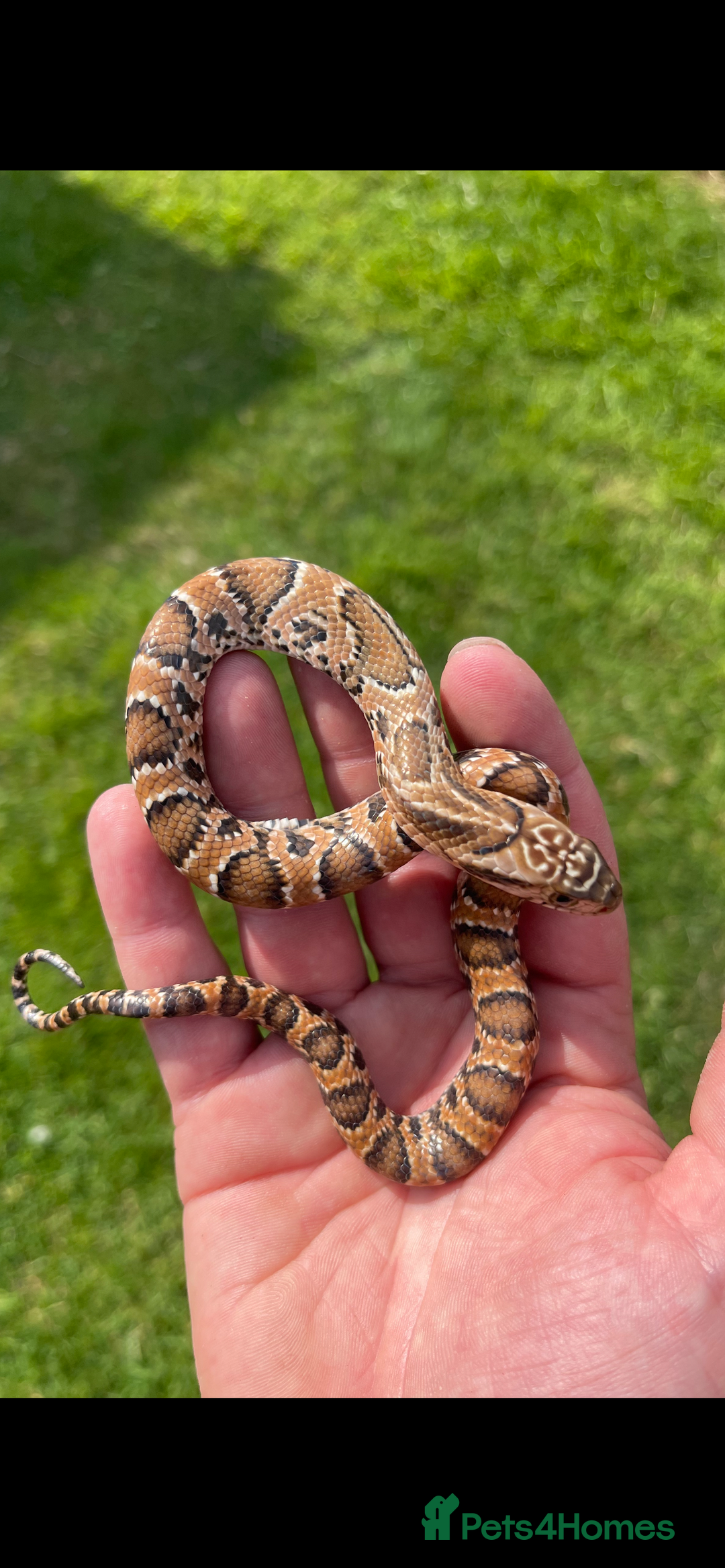 Snake reptiles for sale: Pink x white hypo false water cobras - Image 6