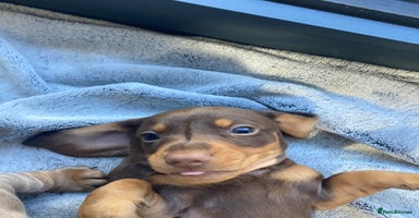 Miniature Dachshund dogs - Advert 5