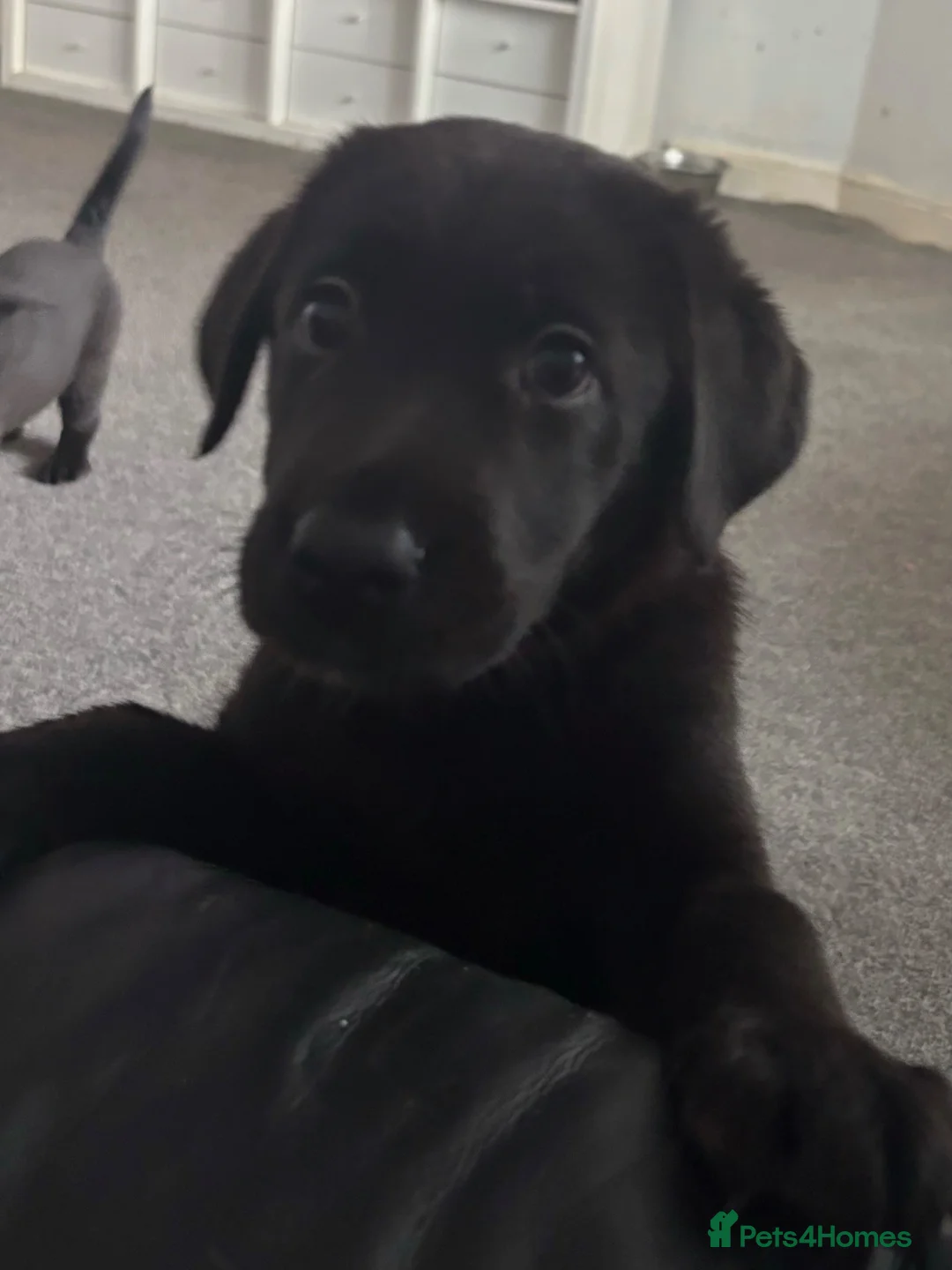 Sheprador dogs for sale: Stunning Jet Black Pups - Advert 1