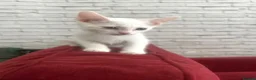 Mixed Breed cats for sale: Turkish Angora Cross  - Advert 4